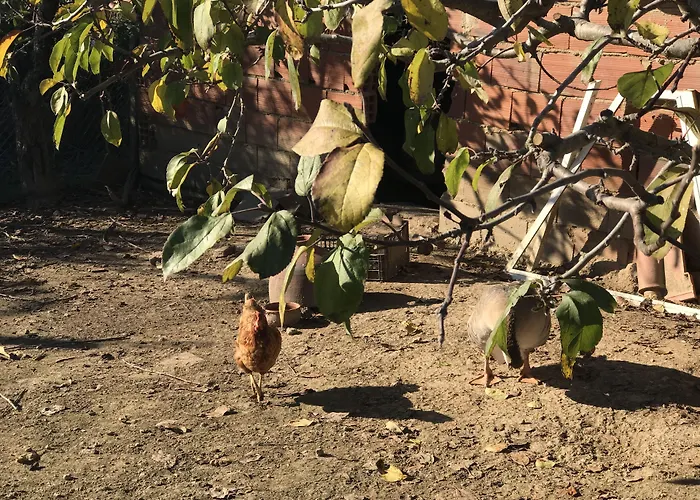 波尔图蒙特酒店 住宿加早餐酒店 3*